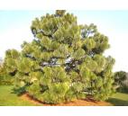 borovice Montezumova - Pinus Montezumae