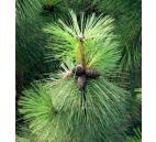 borovice těžká - Pinus ponderosa