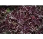 bazalka pravá Purple Ruffles - Ocimum basilicum Purple Ruffles