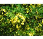 imink stromovit - Caragana arborescens