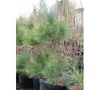 borovice deskovitá - Pinus tabuliformis
