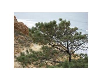 Pinus torreyana - 1