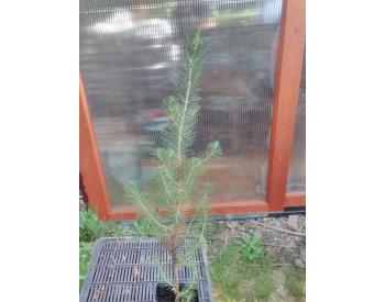 Pinus pinea - 1