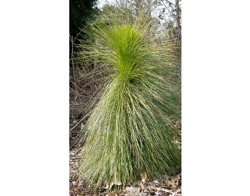Pinus Palustris - 1