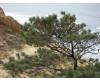 Pinus torreyana - 1
