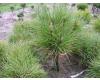 Pinus attenuata - 1